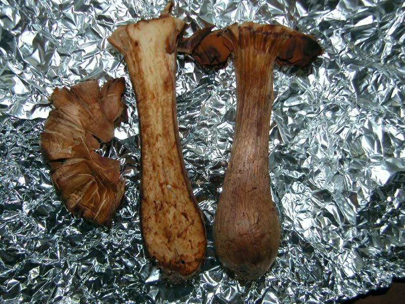 Gaspy � tornato e subito un Cortinarius